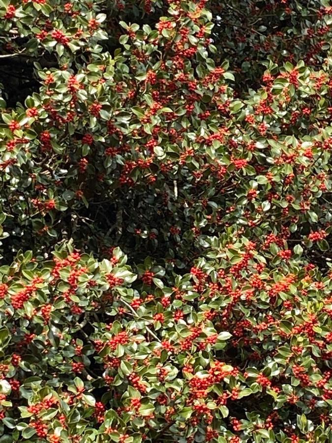 La Casetta nel Bosco per Turisti Castelbuono  Esterno foto